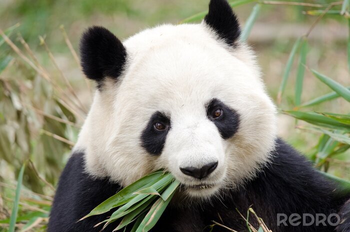 Fototapete Panda mit blättern