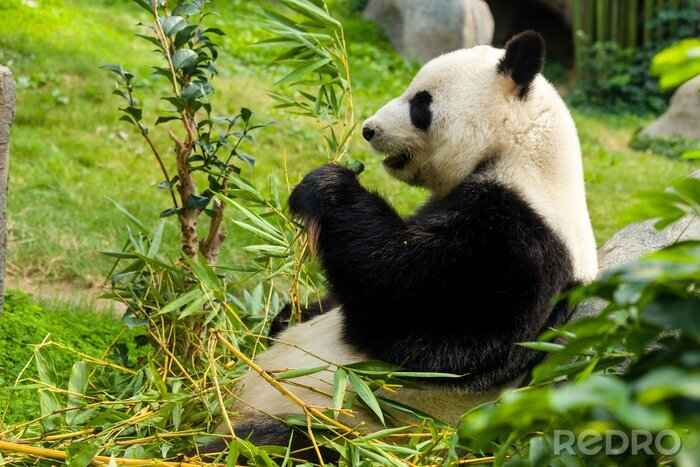 Fototapete Panda und grünpflanzen