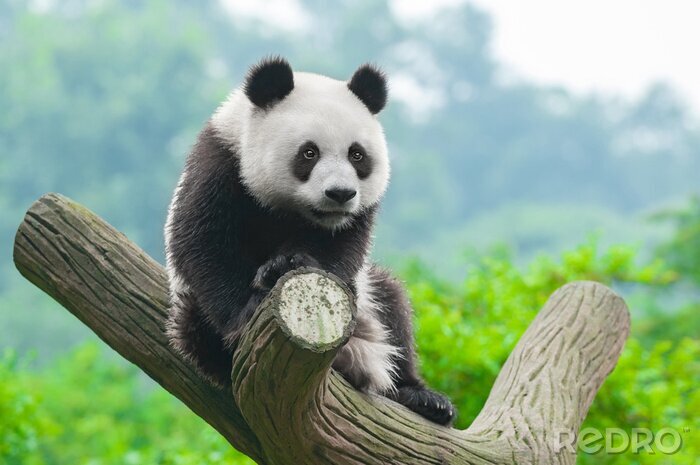 Fototapete Panda vor den bäumen