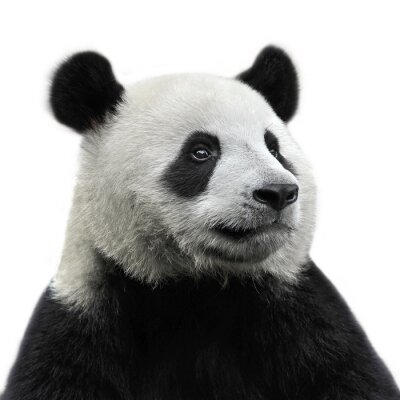 Pandabär auf weißem Hintergrund