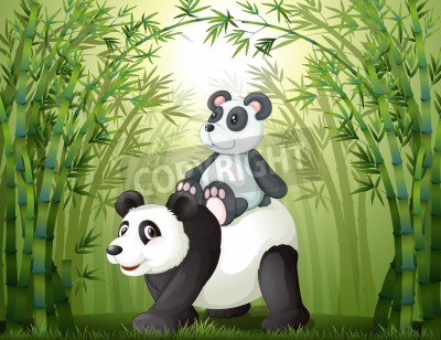 Fototapete Pandas im Bambuswald