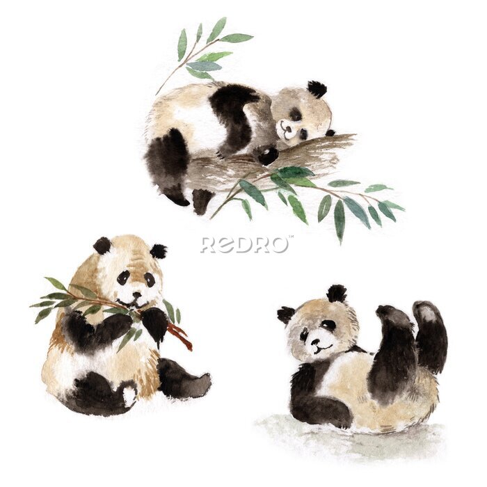 Fototapete Pandas mit Aquarellfarben gemalt auf weißem Hintergrund