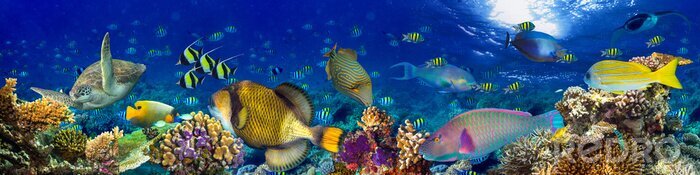 Fototapete Panorama der Unterwasserwelt