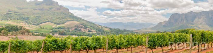 Fototapete Panorama der Weinberge in Afrika