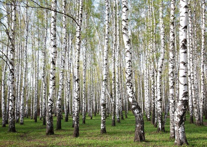 Fototapete Panorama des Birkenwaldes