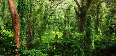 Fototapete Panorama des Dschungels