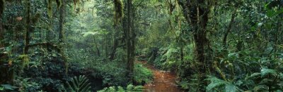 Fototapete Panorama des grünen Dschungels