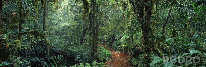 Fototapete Panorama des grünen Dschungels
