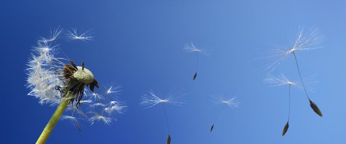 Fototapete Panorama des Himmels und der Pusteblume