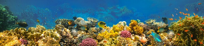 Fototapete Panorama des Ozeans mit Fischen