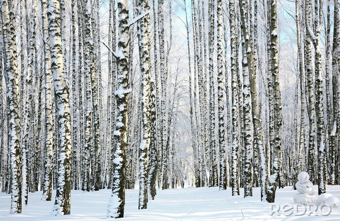 Fototapete Panorama des winterlichen Birkenwaldes
