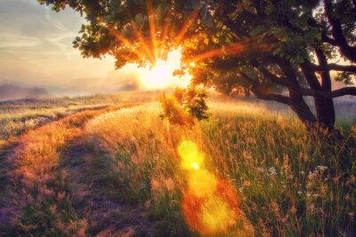 Fototapete Panorama einer Wiese am Morgen mit Sonnenstrahlen