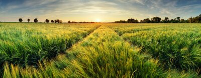 Fototapete Panorama eines blühenden Weizenfeldes