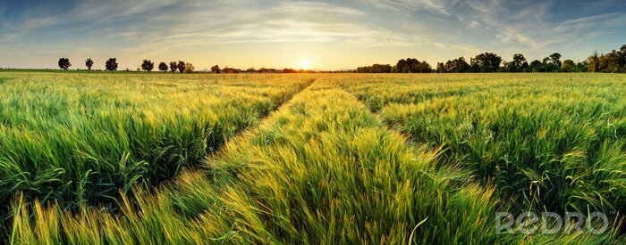 Fototapete Panorama eines blühenden Weizenfeldes