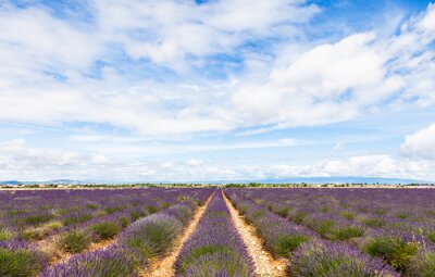 Fototapete Panorama eines französischen Lavendelfeldes