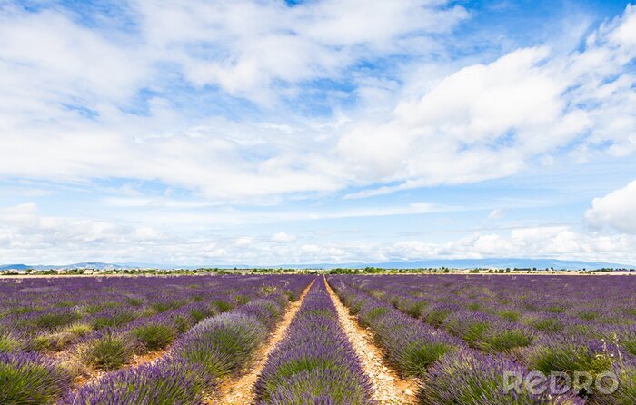 Fototapete Panorama eines französischen Lavendelfeldes