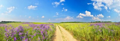 Fototapete Panorama Landstraße und Feldgräser
