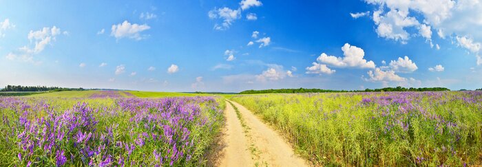 Fototapete Panorama Landstraße und Feldgräser