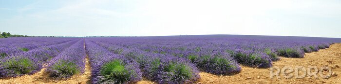 Fototapete Panorama Lavendelfeld
