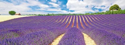Fototapete Panorama mit Blick auf Lavendel