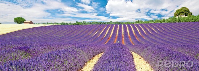 Fototapete Panorama mit Blick auf Lavendel