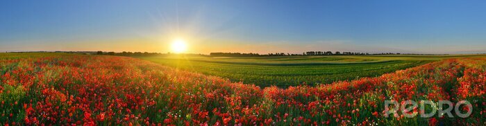 Fototapete Panorama mit Feld und rote Blumen
