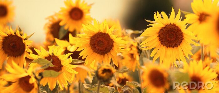 Fototapete Panorama mit gelben Sonnenblumen