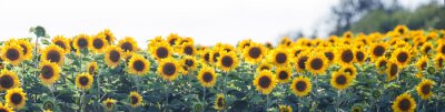 Fototapete Panorama mit Sonnenblumen
