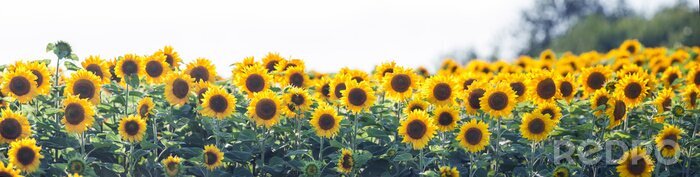 Fototapete Panorama mit Sonnenblumen