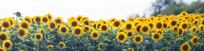 Fototapete Panorama mit Sonnenblumen