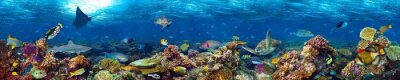 Fototapete Panorama von Korallenriff im Ozean