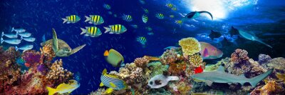 Panorama von Korallenriff und Fischen