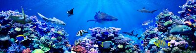 Fototapete Panorama von Korallenriff und Tieren