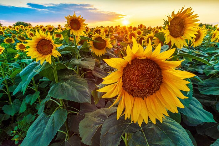 Fototapete Panorama von Mohnblumenfeld