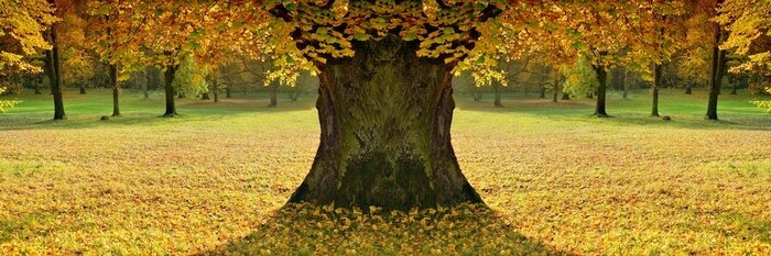 Fototapete Panoramafotografie mit Baum