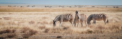 Fototapete Panoramafotografie mit Zebras