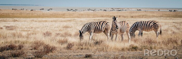 Fototapete Panoramafotografie mit Zebras