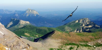 Fototapete Panoramalandschaft mit fliegendem Vogel