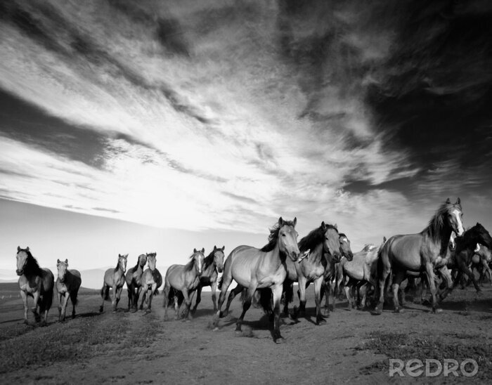 Fototapete Panoramamuster mit einer pferdeherde