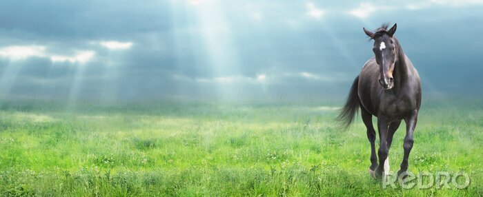 Fototapete Panoramamuster mit pferd