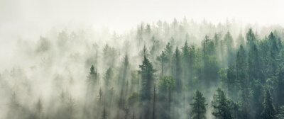Fototapete Panoramic view of forest with morning fog