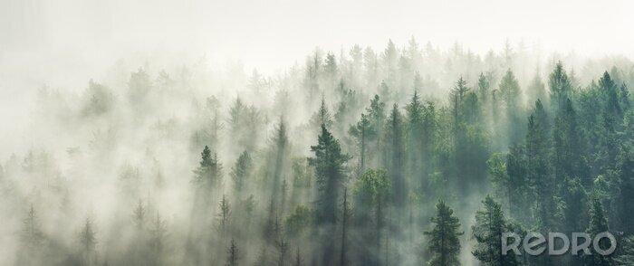 Fototapete Panoramic view of forest with morning fog