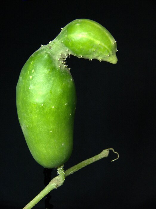 Fototapete Papagei auf einem Ast oder doch Eine Salatgurke?