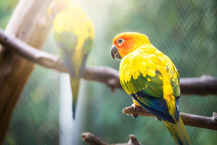 Fototapete Papagei auf verschwommenem Hintergrund