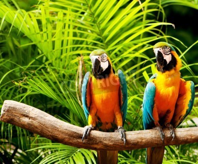 Fototapete Papageien im Dschungel