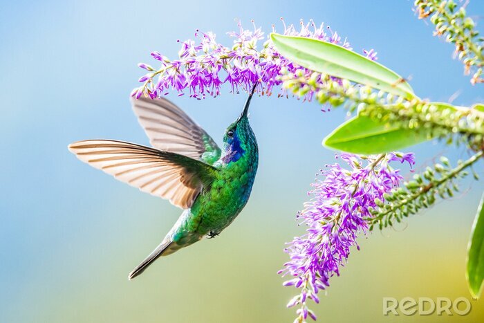 Fototapete Paradiesvogel und Blumen
