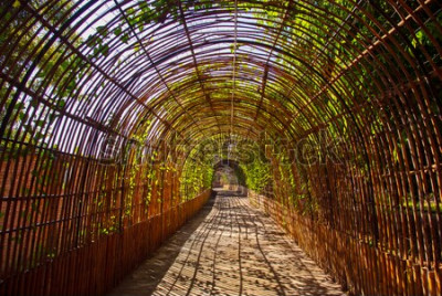 Fototapete Park voller Bambusse