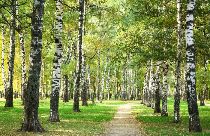 Fototapete Parkbirken am Morgen