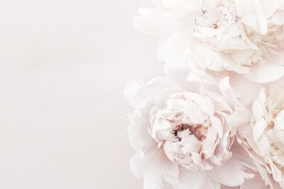 Fototapete Pastel peony flowers in bloom as floral art background, wedding decor and luxury branding design