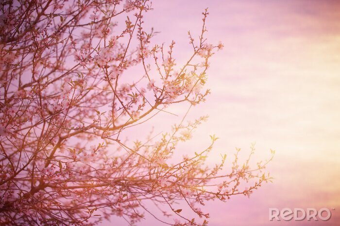 Fototapete Pastell-Fotografie mit Baum